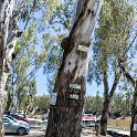 AUS VIC Echuca 2017DEC22 MVMaryAnn 001  Standing at 6 foot 1 inch, I'm at the 31 foot at one of the flood markers of Murray River - cary thing is that it peaked 43 feet in 1870 : - DATE, - PLACES, - TRIPS, 10's, 2017, 2017 - More Miles Than Santa, Australia, Day, December, Echuca, Friday, M.V. Mary Ann Cruising, Month, VIC, Year
